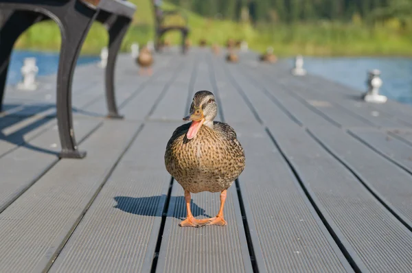 Ördek quacks — Stok fotoğraf