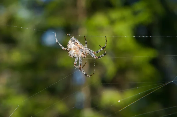 Laba-laba memutar jaringnya — Stok Foto
