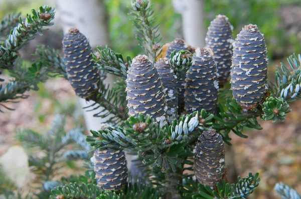 Decorative pine cones on a branch — Stock Photo, Image