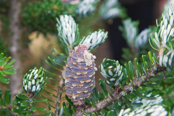 Decorative pine cones on a branch — Stock Photo, Image