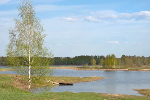 Ensam Björk på floden — Stockfoto