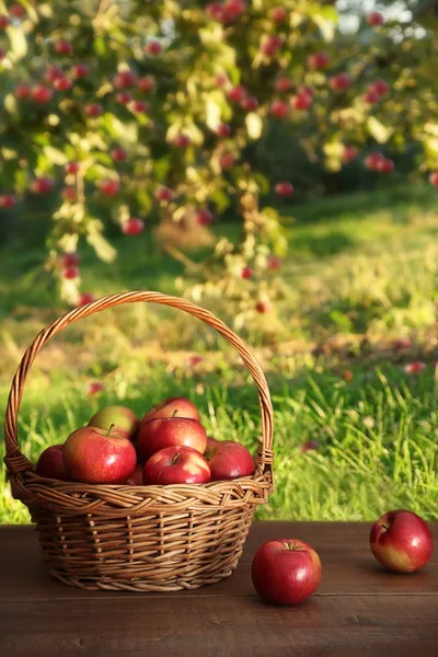 Jabłka kosz na stole w sadzie — Zdjęcie stockowe
