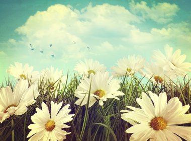 Vintage look of summer daisies in grass clipart