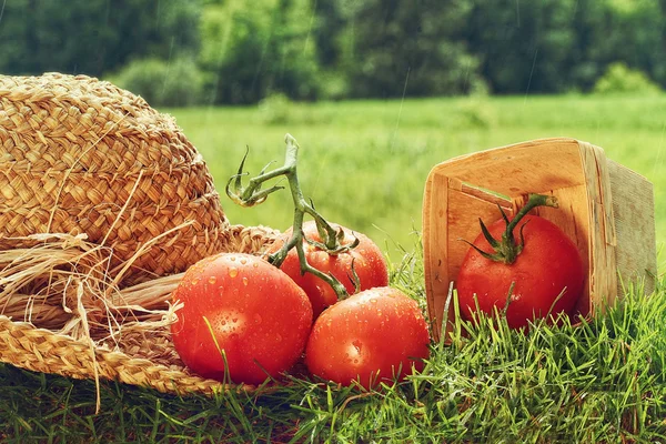 Pomodori raccolti freschi con cappello da giardino sull'erba — Foto Stock