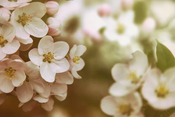 Closeup de flores de flor de maçã com filtros de cor vintage — Fotografia de Stock