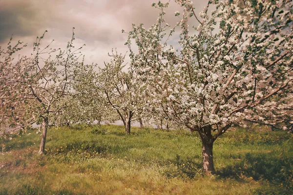 Blommande äppelträdgård på våren — Stockfoto