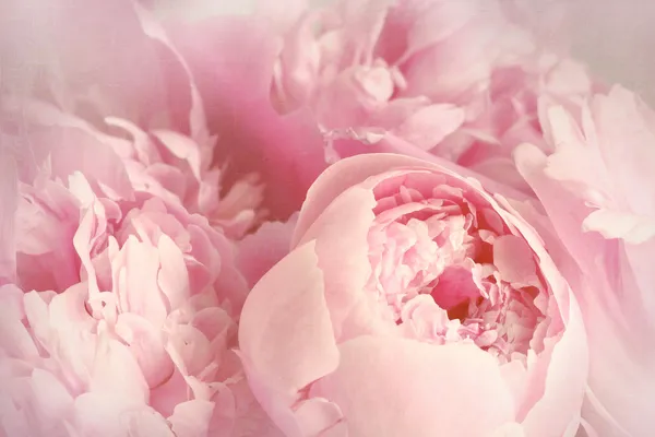 Closeup of peony flowers — Stock Photo, Image