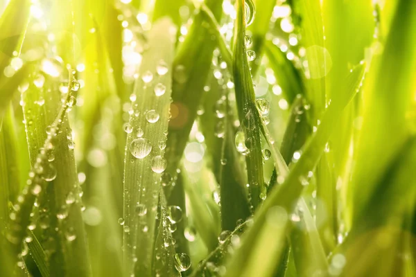 Gotas de água em lâminas de grama — Fotografia de Stock