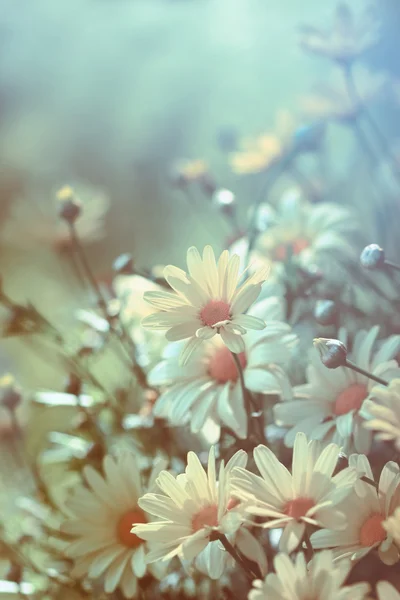 Marguerites jaunes avec lumière filtrée douce — Photo