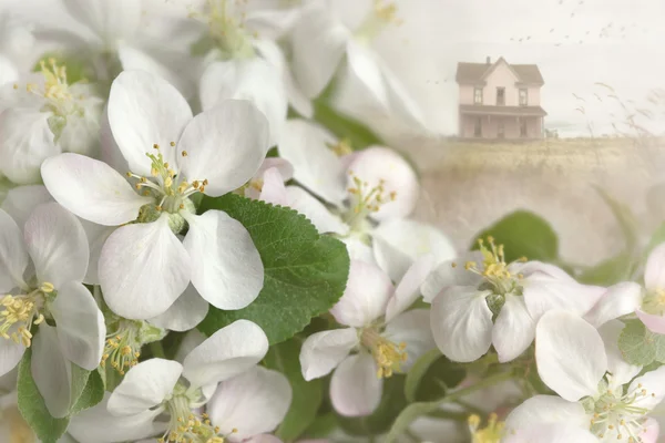 Яблоки цветут с домом на заднем плане — стоковое фото