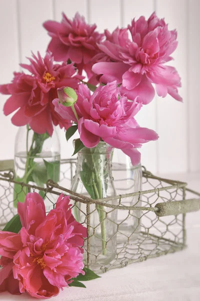 Closeup of peony flowers in bottles — Stock Photo, Image