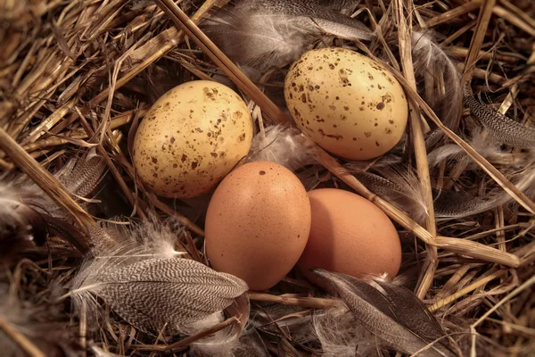 Eggs in straw with feathers — Stock Photo, Image