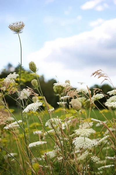 Königin Anne Spitzenblumen Mit Wildblumen Auf Einem Feld — Stockfoto
