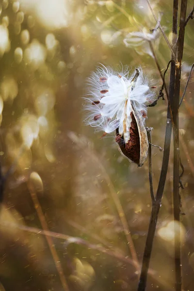 Cascas Milkweed Abrindo Com Sementes Prestes Soprar Vento Imagem De Stock