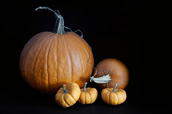 Calabazas Naranjas Con Calabazas Sobre Fondo Negro Imágenes de stock libres de derechos