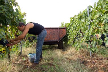üzüm hasat