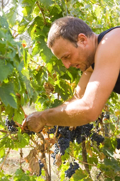 Colheita de uvas — Fotografia de Stock