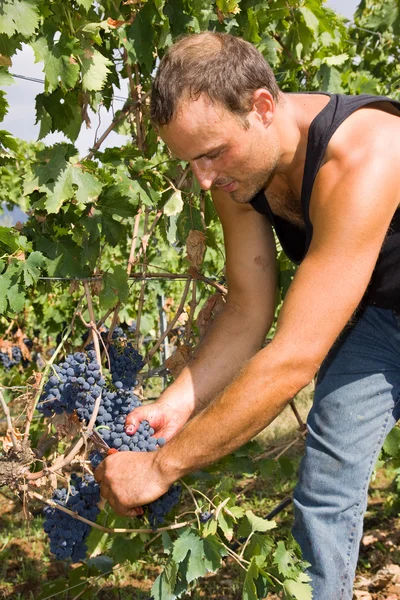 Cosecha de uva — Foto de Stock