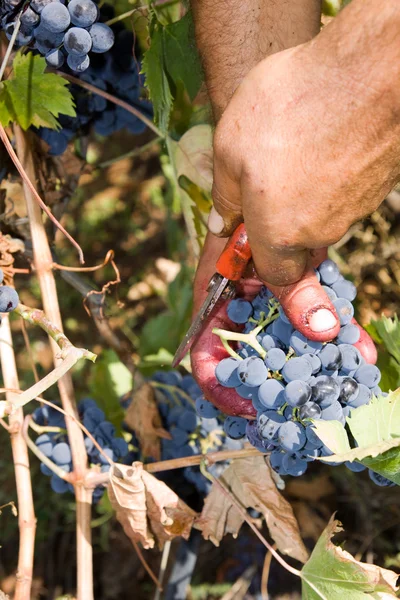 Cosecha de uva — Foto de Stock