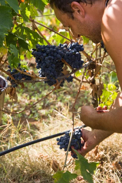 Збору винограду — стокове фото