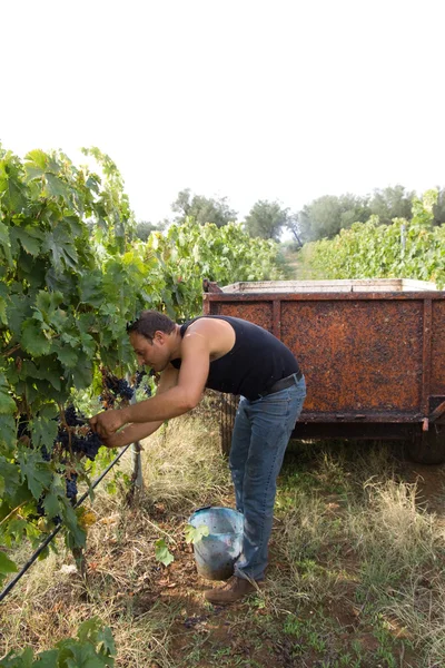 Récolte de raisins — Photo