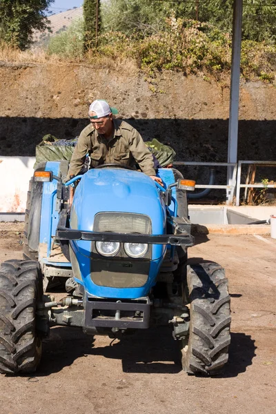 Hombre cargando uvas vendimiadas en tractor —  Fotos de Stock