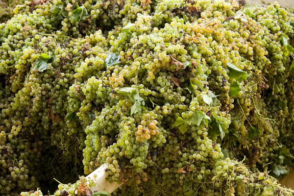 Обработка белого винограда для вина — стоковое фото
