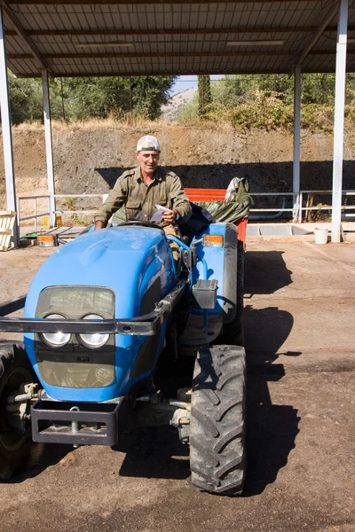 Mann lädt geerntete Trauben auf Traktor — Stockfoto