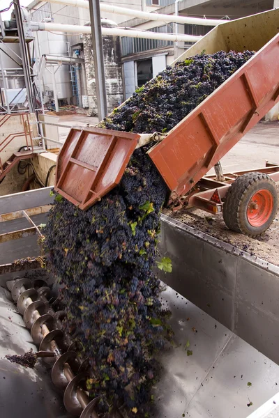 Rote Trauben bei der Weinproduktion — Stockfoto