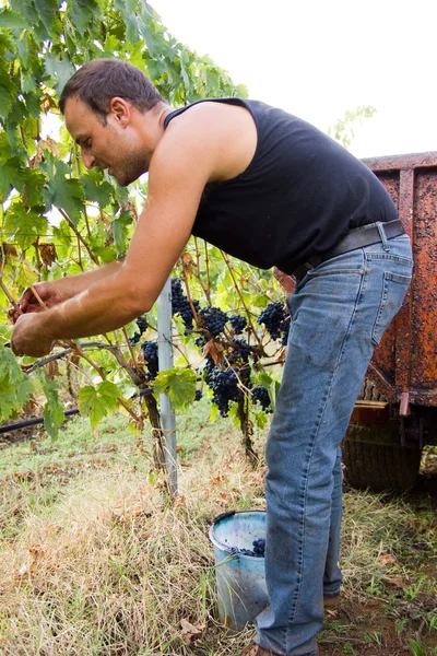 Cosecha de uva — Foto de Stock