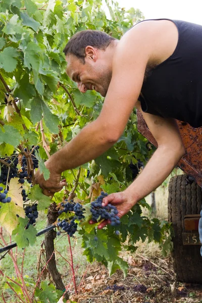 Grape harvest — Stock Photo, Image