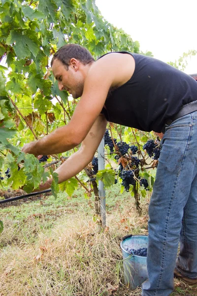 Cosecha de uva — Foto de Stock