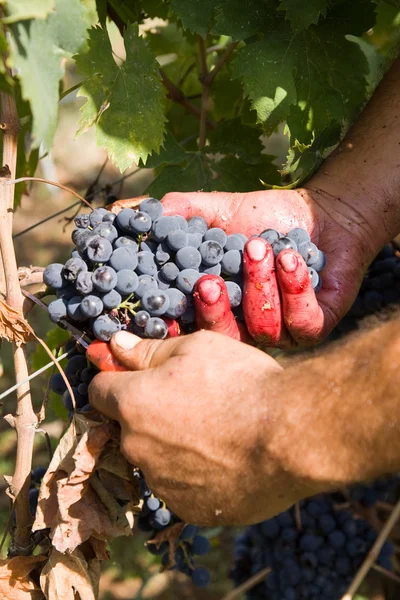 Grape harvest — Stock Photo, Image