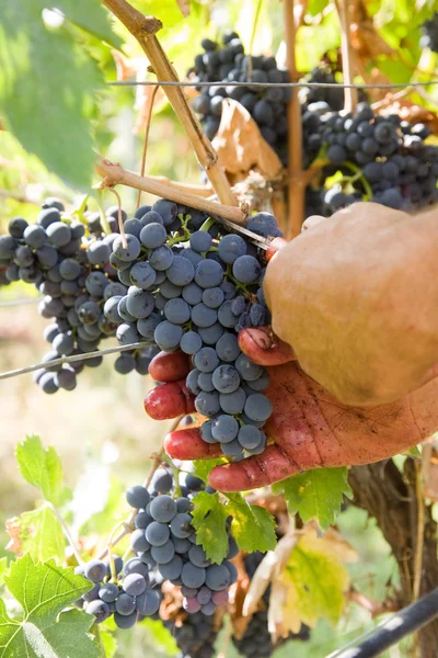 Grape harvest — Stock Photo, Image