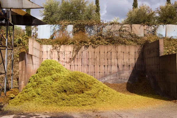 Geoogste druiven voor wijn productie — Stockfoto