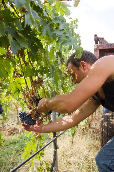 Grape harvest — Stock Photo, Image