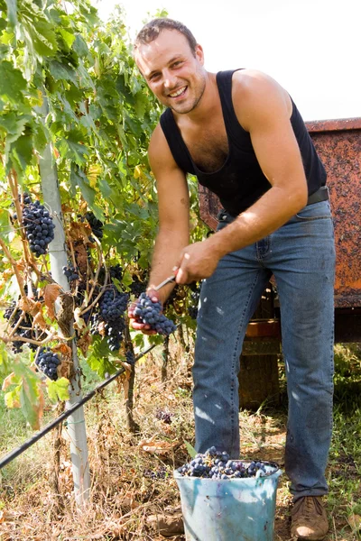 Colheita de uvas — Fotografia de Stock