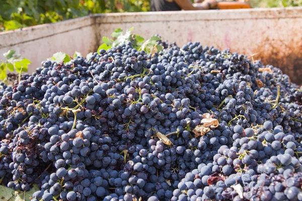 Grape harvest — Stock Photo, Image