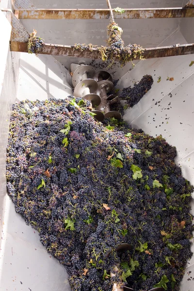 Красный виноград на производстве вина — стоковое фото