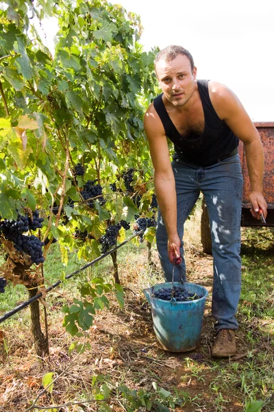 Vinskörden — Stockfoto