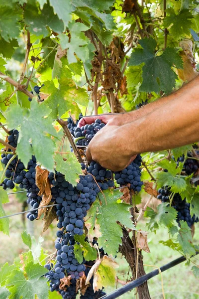 Cosecha de uva — Foto de Stock