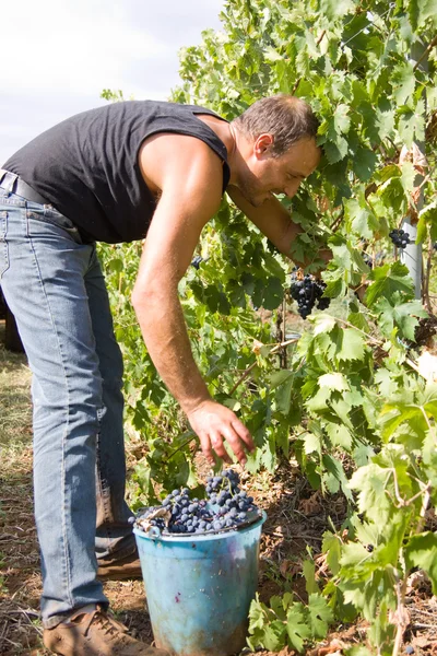 Grape harvest — Stock Photo, Image