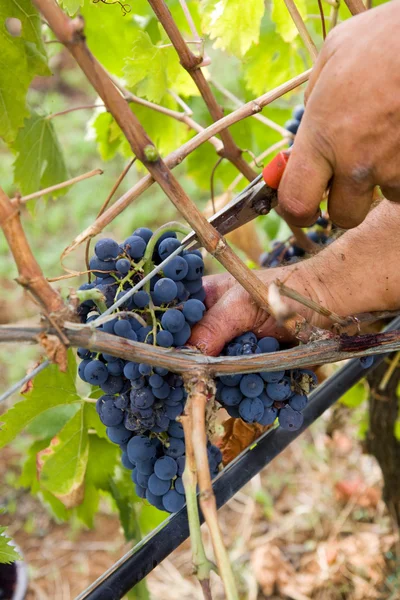 Cosecha de uva —  Fotos de Stock