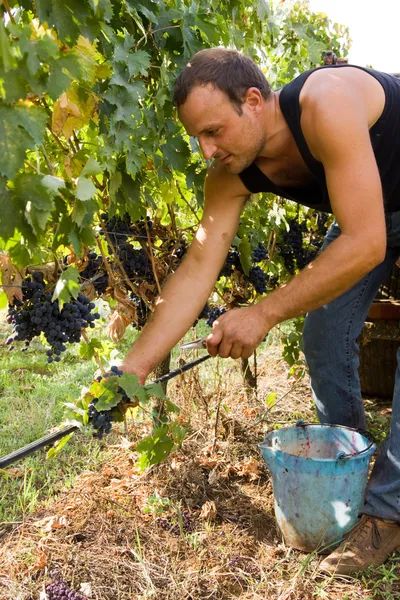 Grape harvest — Stock Photo, Image