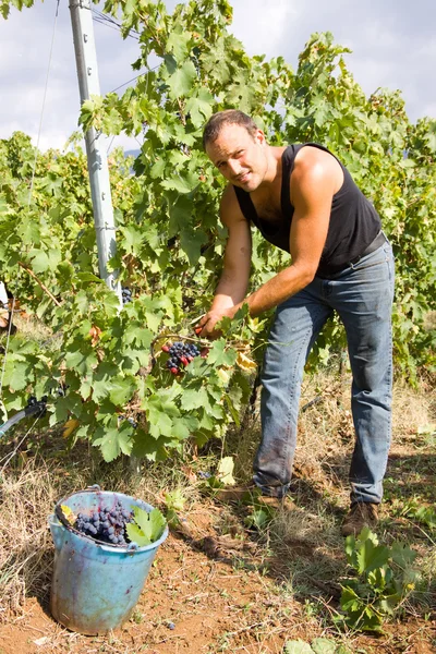 Cosecha de uva — Foto de Stock