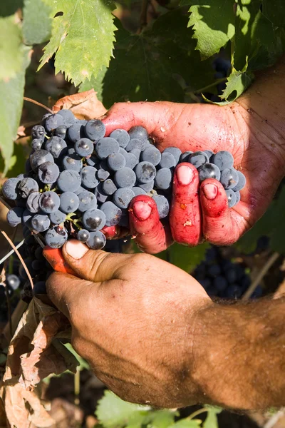 Zbioru winogron — Zdjęcie stockowe