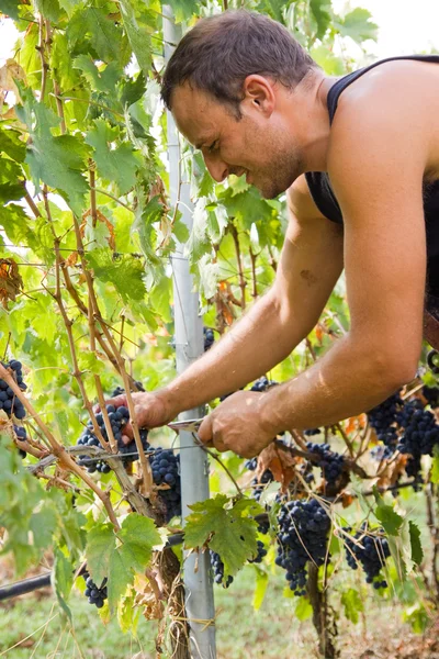 Colheita de uvas — Fotografia de Stock