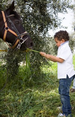 paard en de jongen