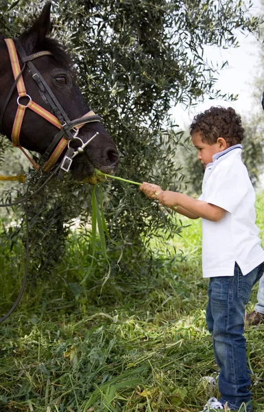 Paard en de jongen — Stok fotoğraf