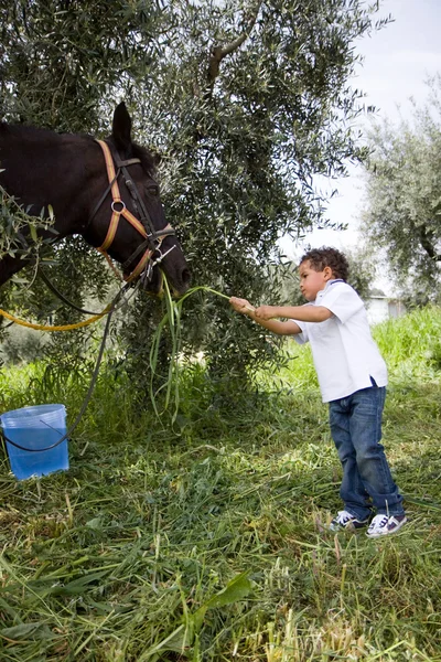 Pferd und Kind — Stockfoto